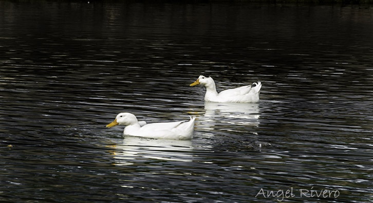 "Del lago del parque" de Angel Rivero