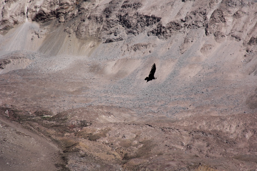 "El condor pasa" de Natalia Harosteguy