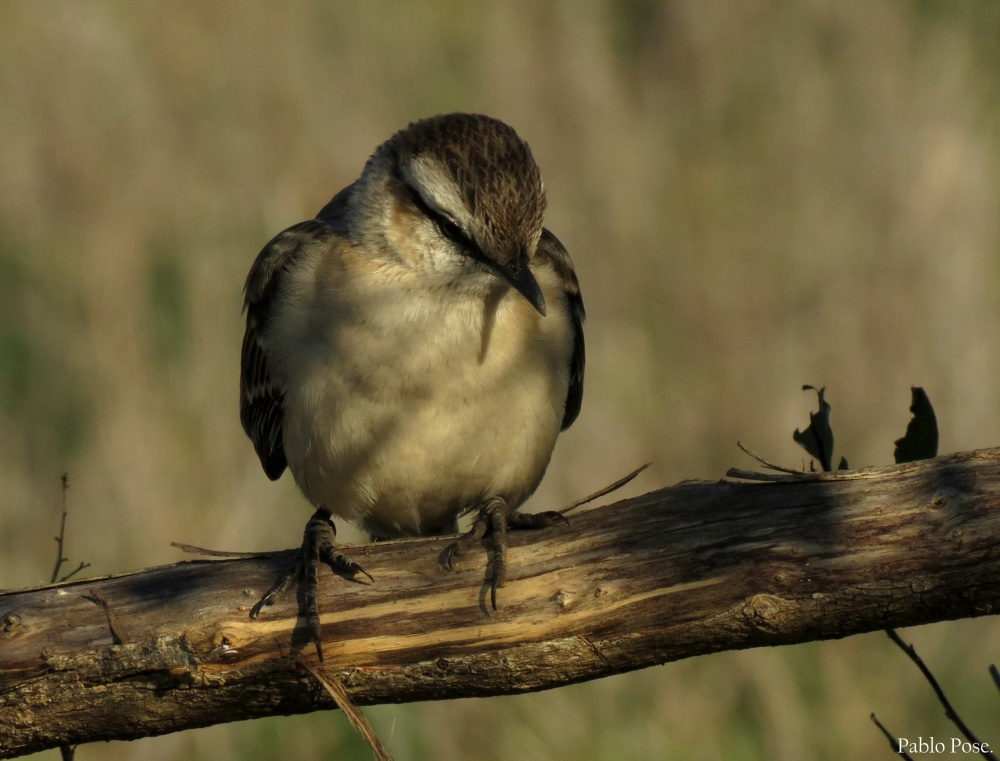 "Calandria entre sombras." de Pablo Pose