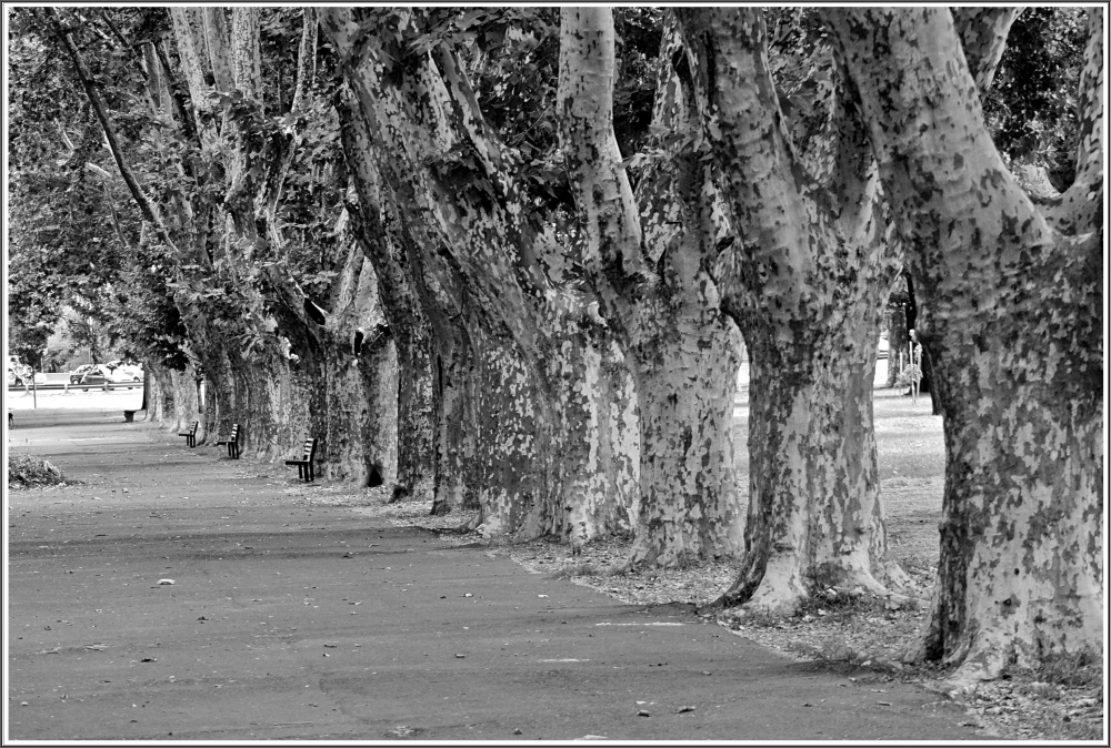 "Parque Saavedra" de Martin Salas Braconi