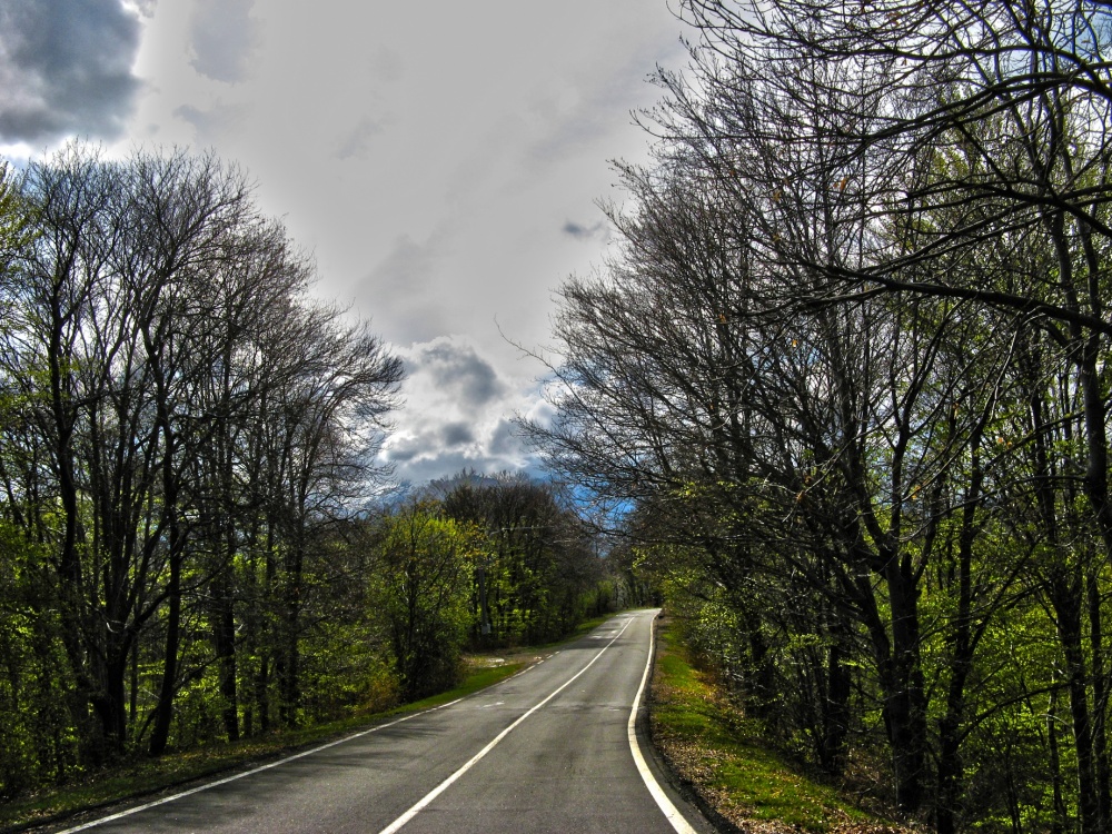 "Por el camino del bosque" de Carlos D. Cristina Miguel