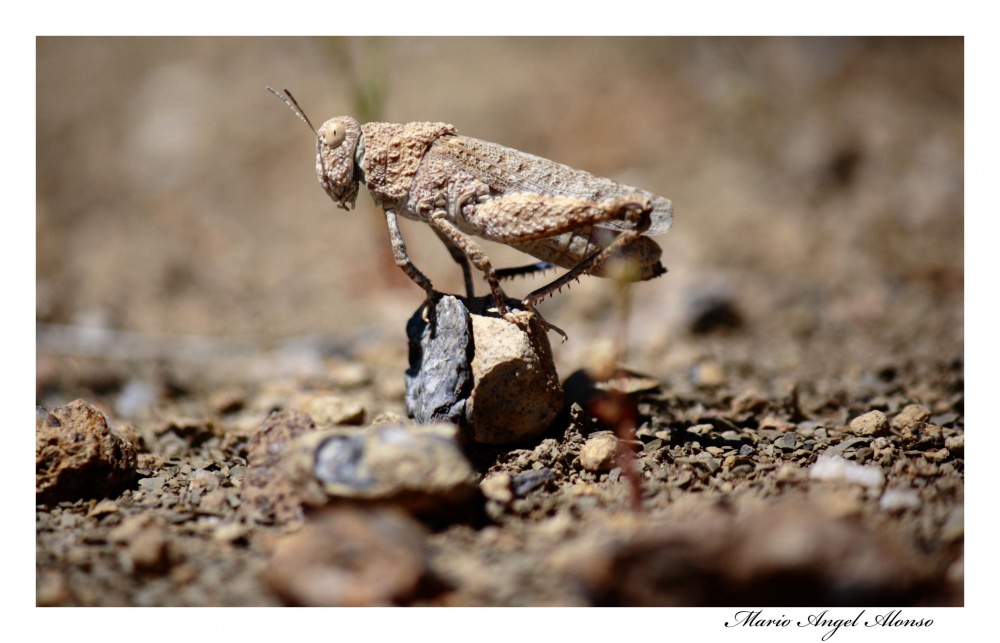 "CAMOUFLAGE" de Mario Angel Alonso