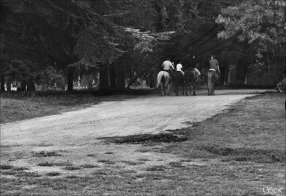 "Camino a casa" de Silvia Rodrigo