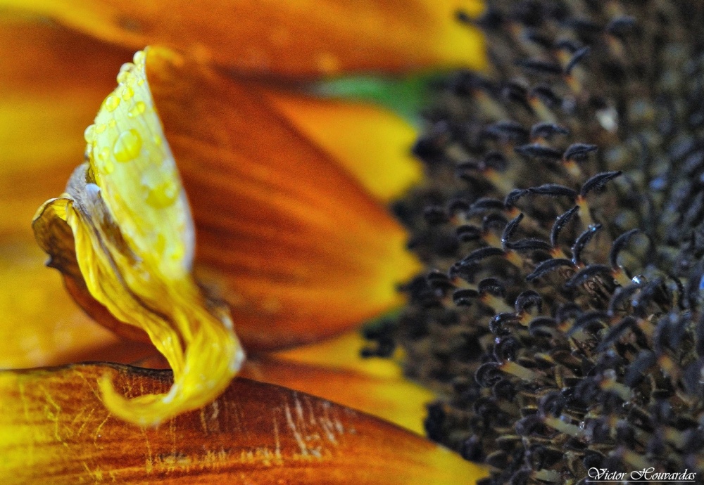 "TAN SOLO UN GIRASOL" de Victor Houvardas