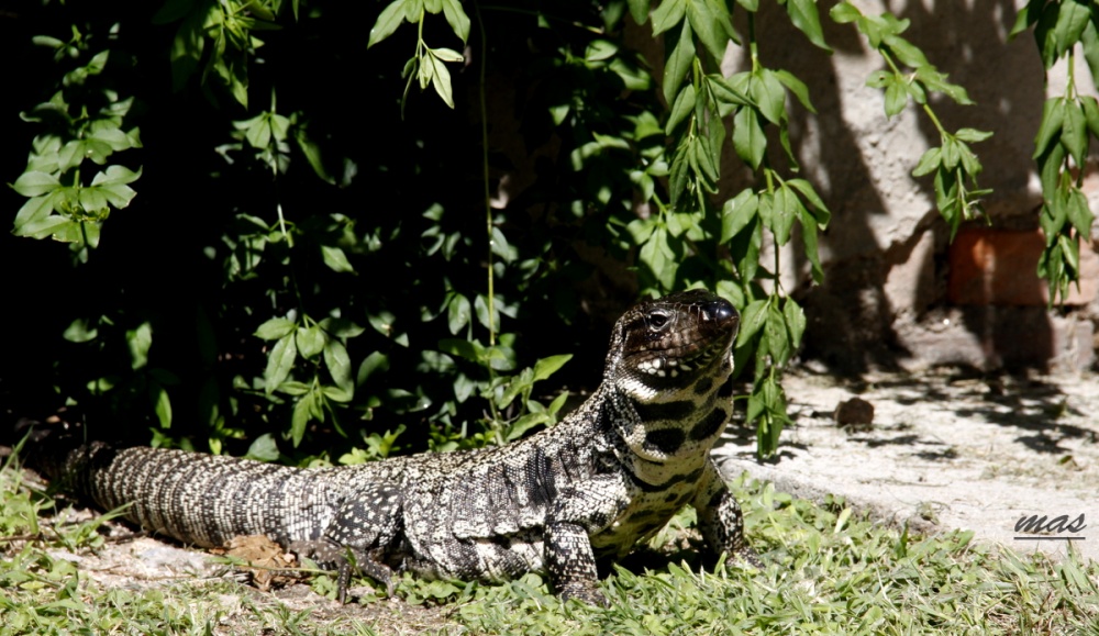 "`Lagarto overo`" de Miguel Angel Satta