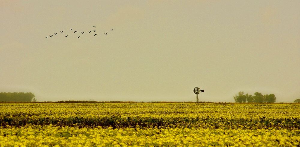 "Cielo plomizo." de Gerardo Saint Martn