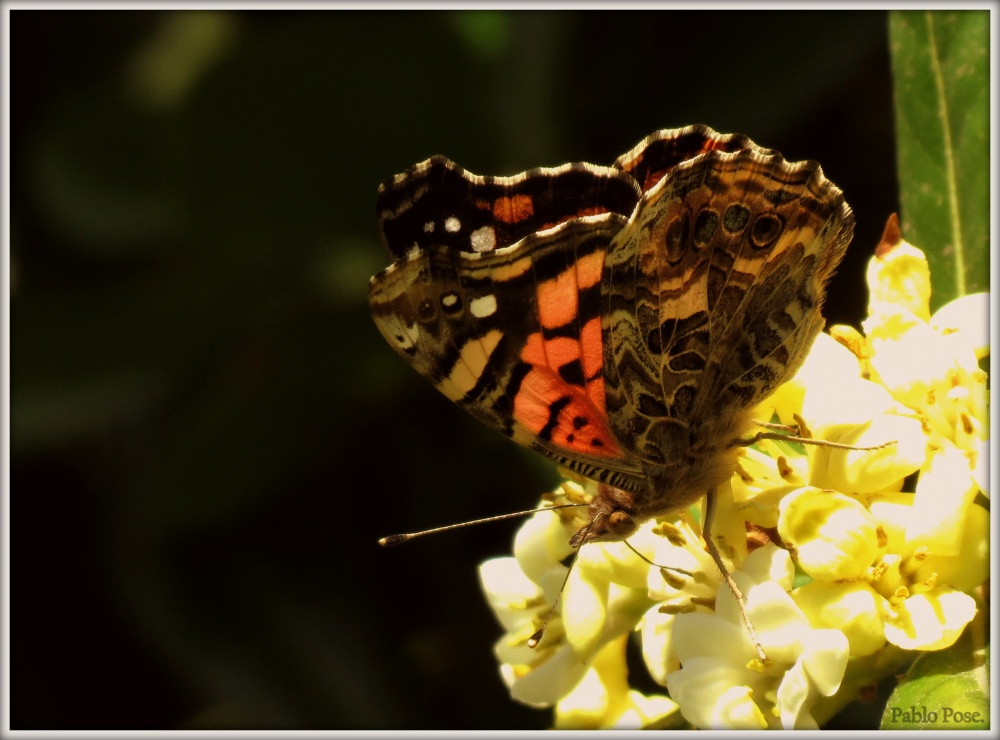 "Mariposa tecnicolor." de Pablo Pose