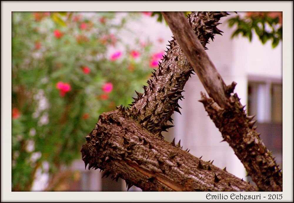 "Espinas y flores" de Emilio Echesuri