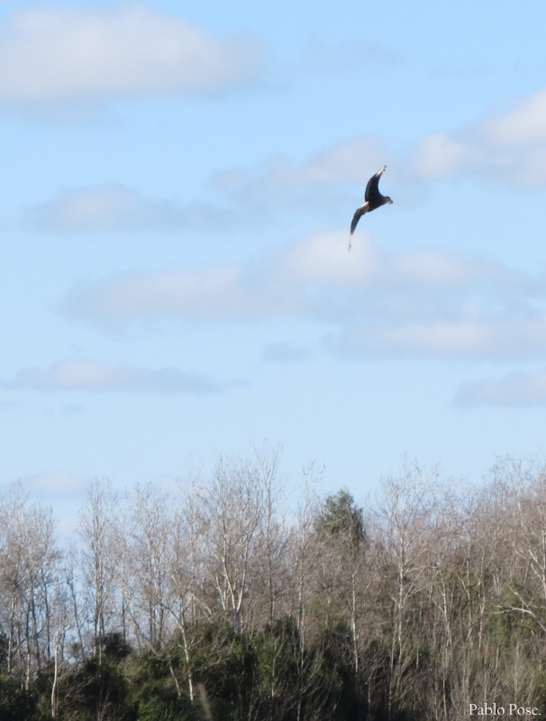 "Volando por ah." de Pablo Pose