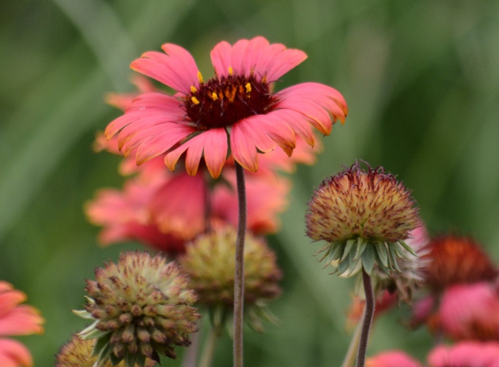 "Una flor" de Susana Gmez