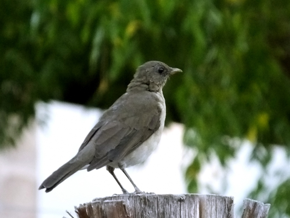 "Sabi `Turdus amaurochalinus`" de Juan Fco. Fernndez