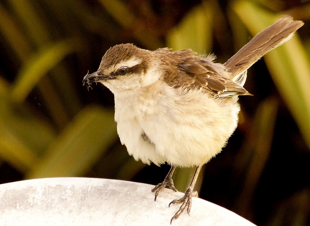 "A punto de volar" de Gerardo Saint Martn