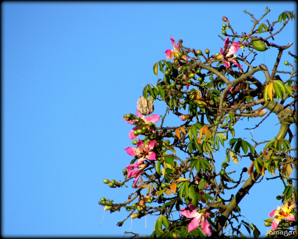 "Flores del `Palo borracho`" de Jos Matas Garcia