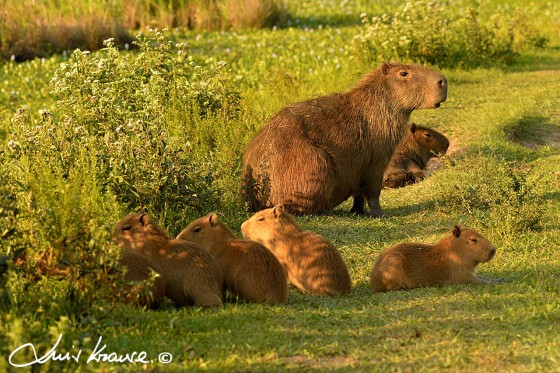 "Familia de carpinchos, Cambyreta, Ituzaingo, Ctes" de Luis Orlando Krause