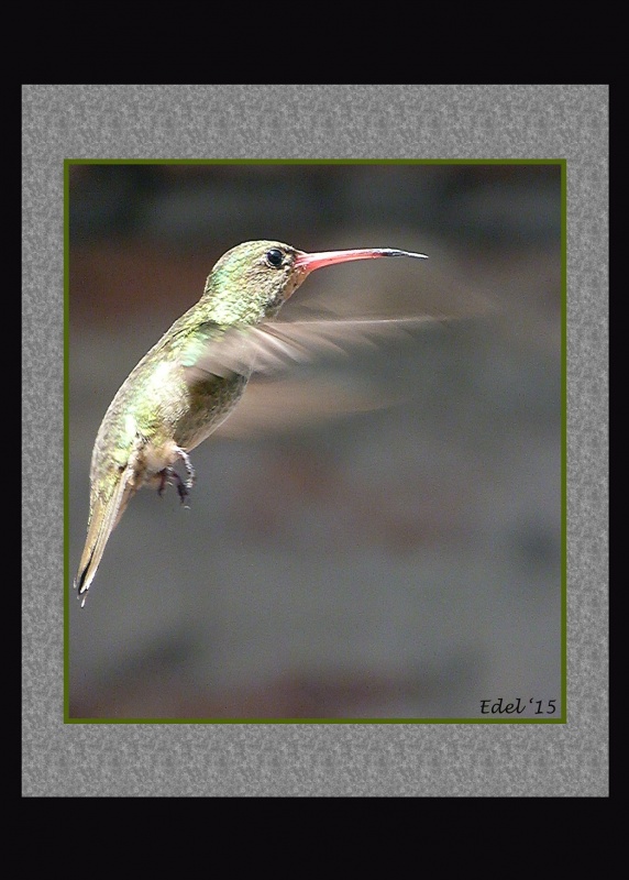 "colibr" de Edel Lopez