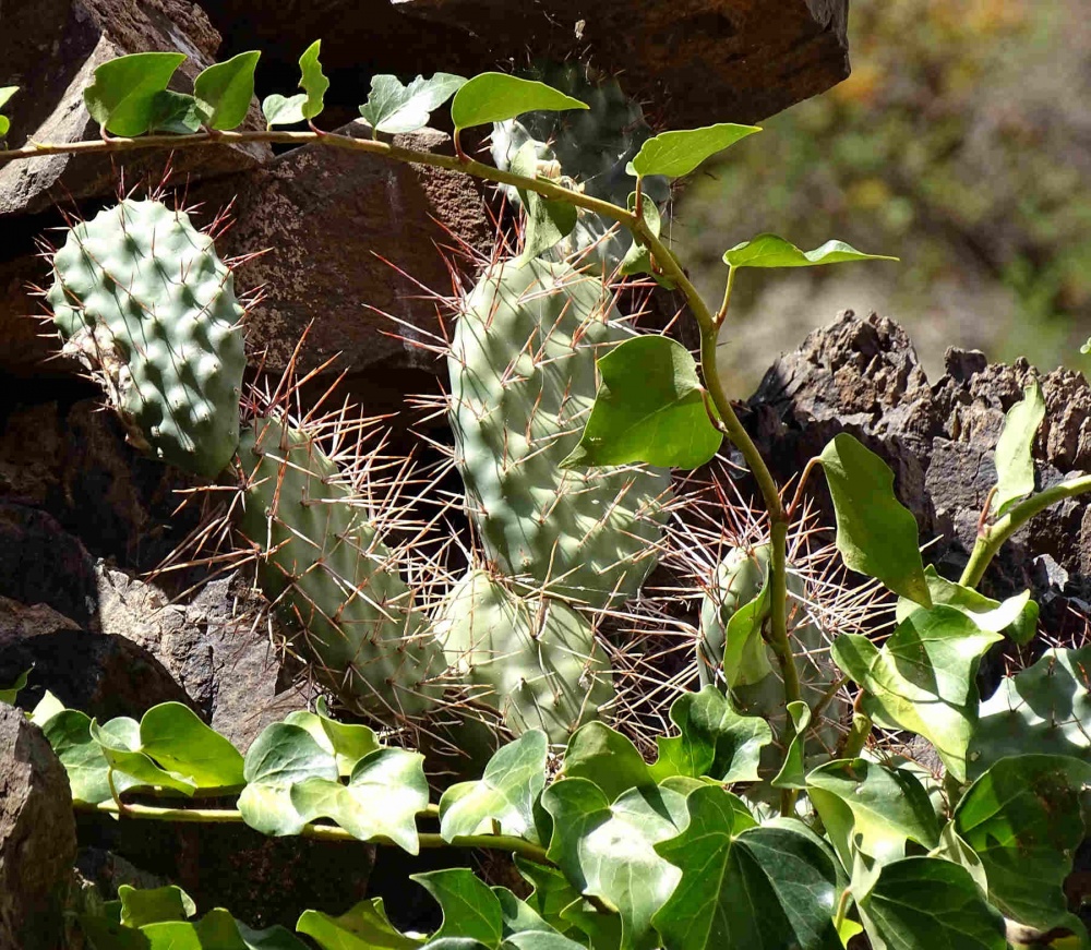 "Cactus I" de Alfredo Del Padrone
