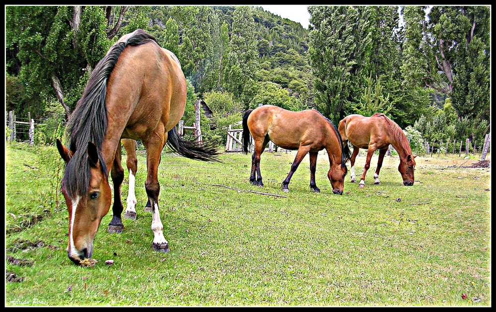 "Caballos" de Adrian Pons