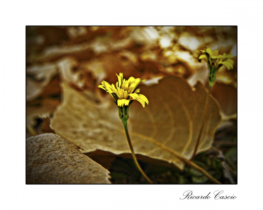 "La ultima flor de otoo" de Ricardo Cascio