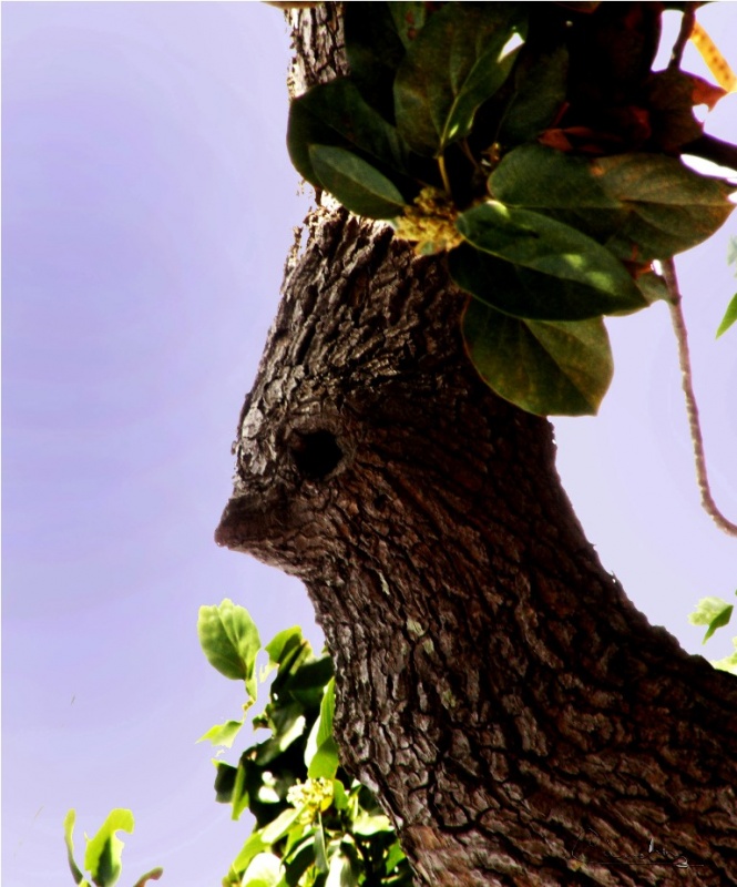 "el pajaro del arbol" de Victor Alejandro Sanchez Bermudez