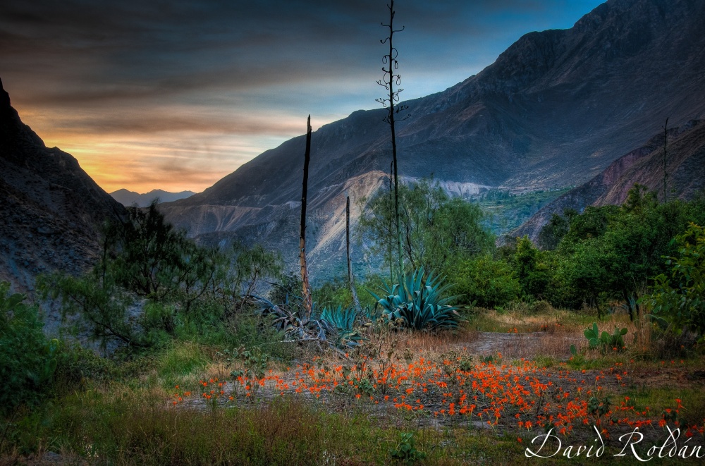 "Rincones del Per #076 Can del Colca" de David Roldn