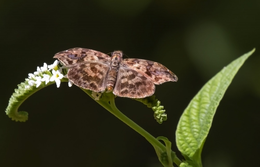 "una mariposa" de Edith Polverini