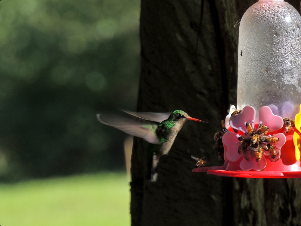 "El Colibri`" de Ricardo Lagrange