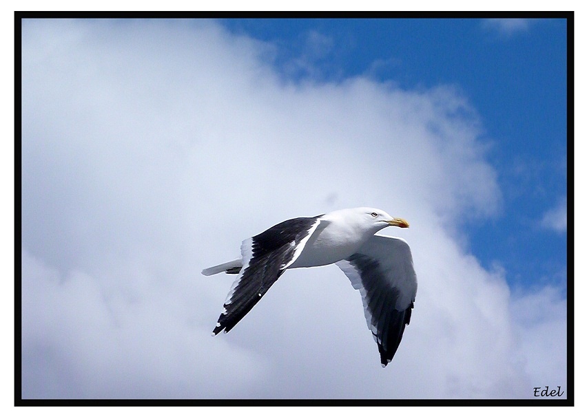 "Gaviota" de Edel Lopez