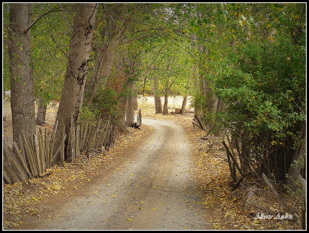 "Yo voy soando caminos . . ." de Alberto Andrs Melo