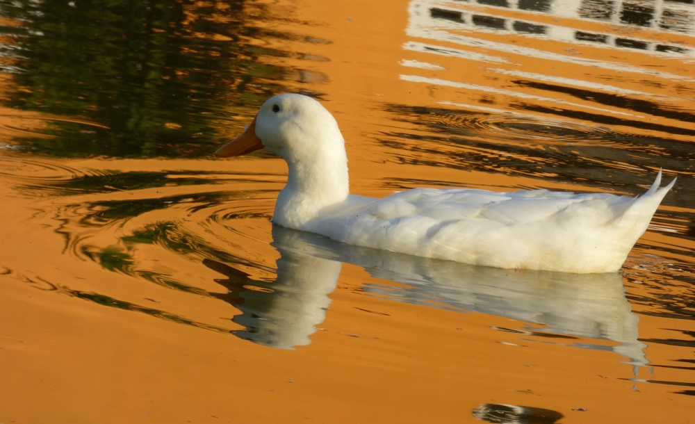 "Flotando en el Sol" de Miguel Angel Ferrante