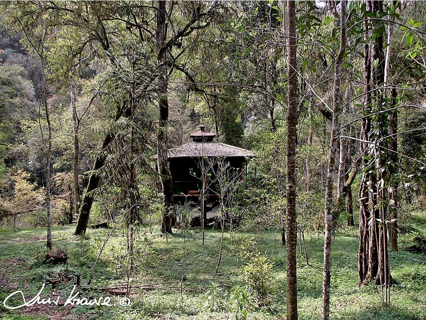 "Refugio en la selva" de Luis Orlando Krause