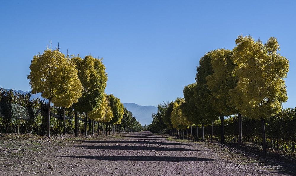 "Avenida de los rboles amarillos" de Angel Rivero