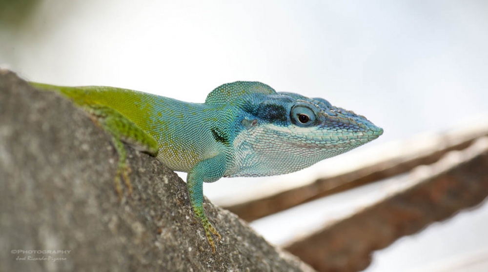 "Reptil" de Jose Ricardo Hernndez