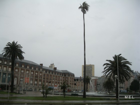 "Gran Palmera" de Mabel Ester Lattanzi