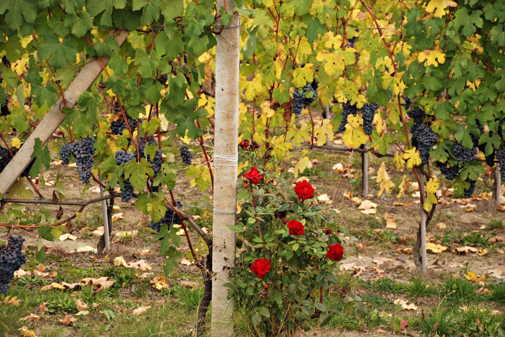 "vino y rosas" de Leonardo Perissinotto