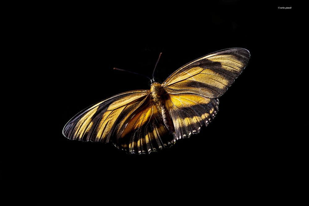 "Mariposa antorcha rayada" de Carlos Gianoli