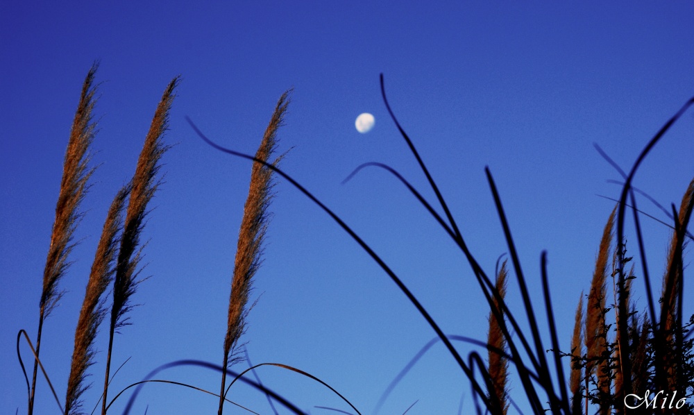 "`Bajo la misma luna..`" de Emilio Casas (milo)