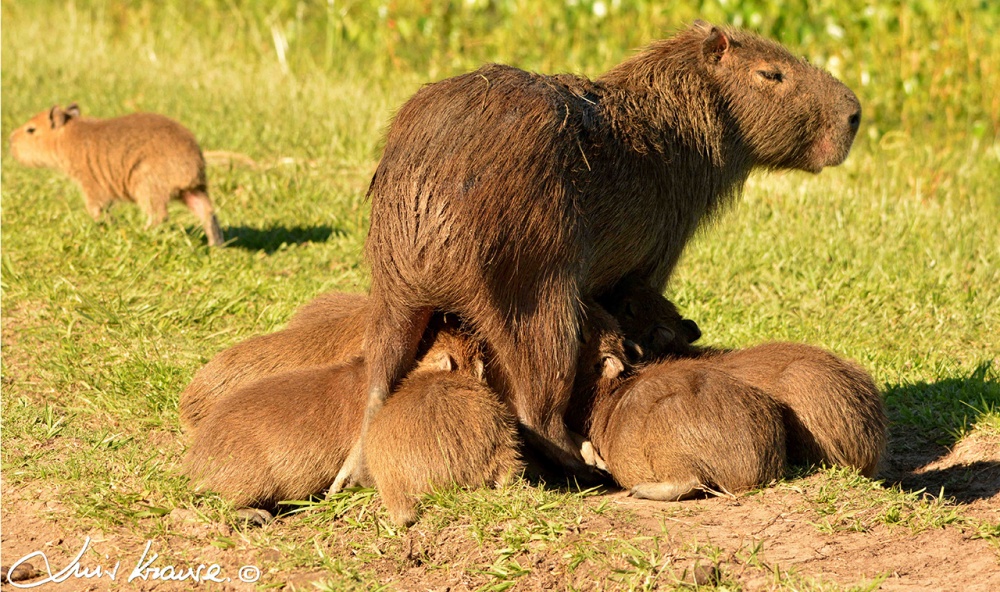 "Familia numerosa" de Luis Orlando Krause