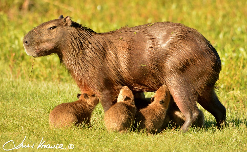 "Familia numerosa bis" de Luis Orlando Krause