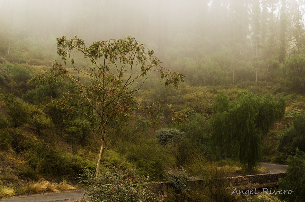 "Neblina en el Cerro de la Gloria" de Angel Rivero