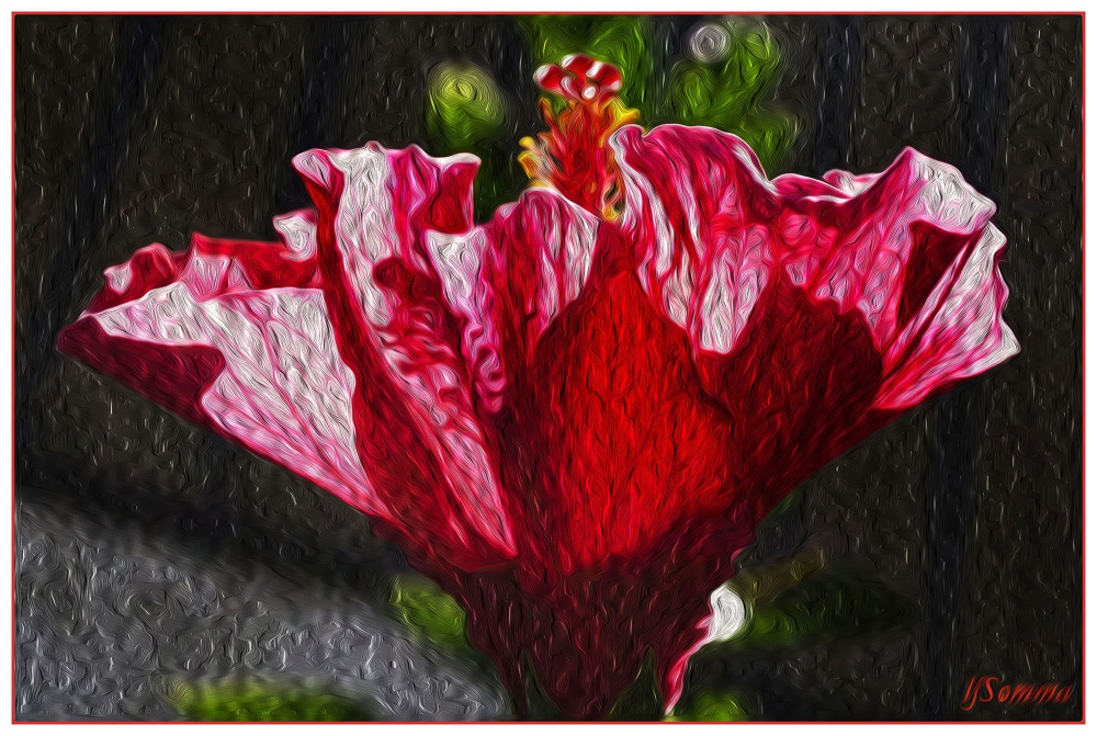 "Hibiscus" de Luis Fernando Somma (fernando)