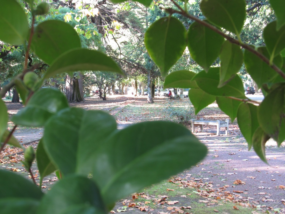 "Otoo en el parque" de Ranieri. Maria Eugenia