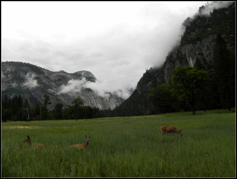 "Yosemite" de Fernanda Ferrari (fer)