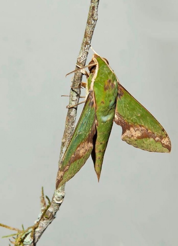 "mariposa nocturna" de Edith Polverini