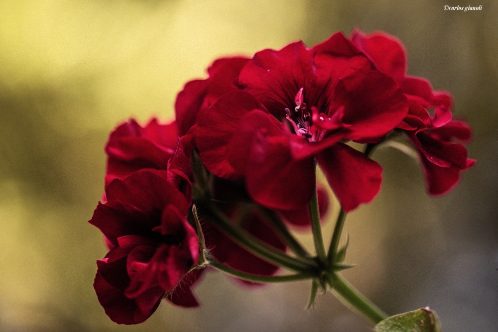 "Flores rojas" de Carlos Gianoli