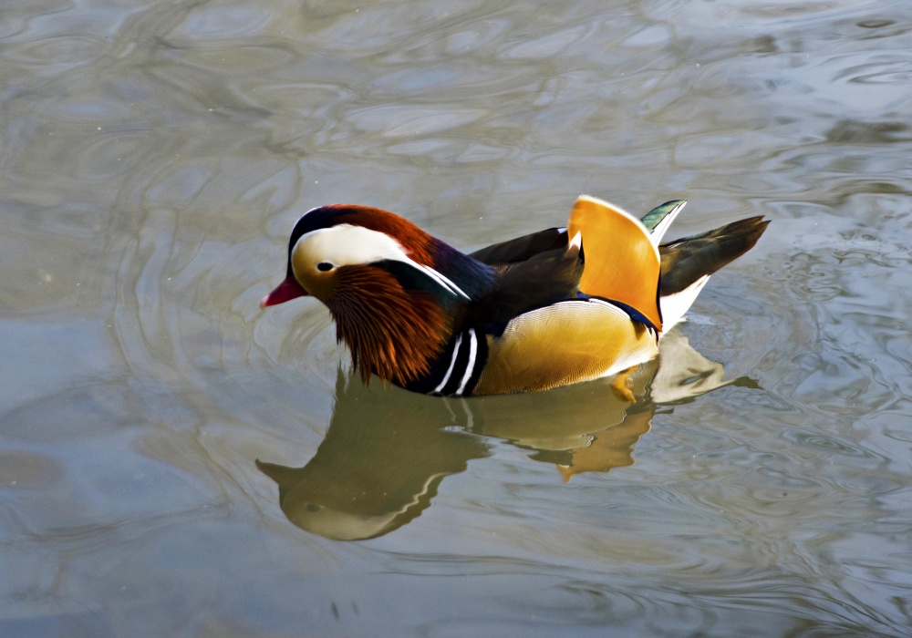 "pato mandarin" de Leonardo Perissinotto