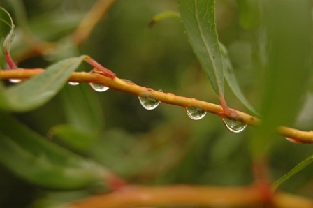 "Gotas...." de Candela Sanfilippo