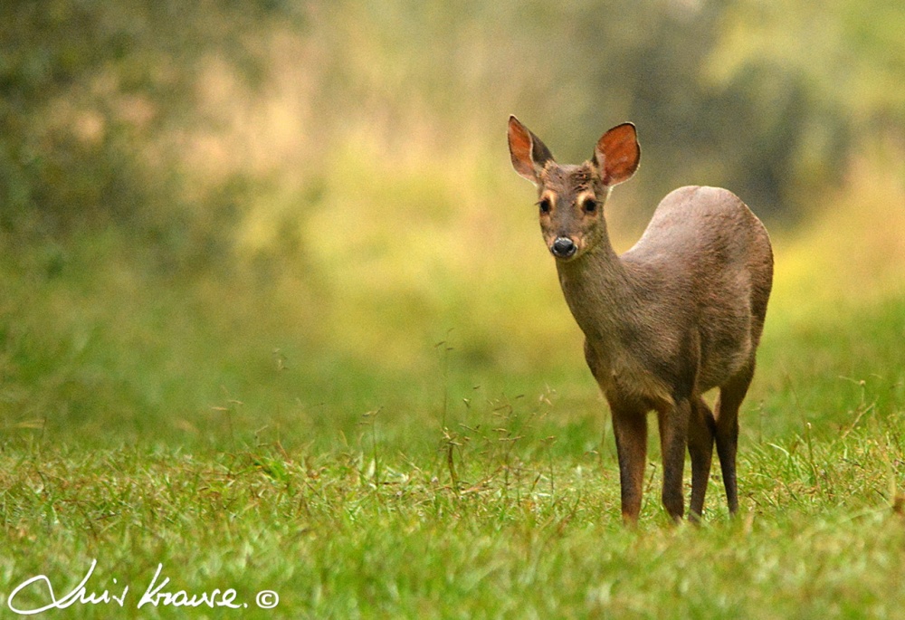 "Venado" de Luis Orlando Krause