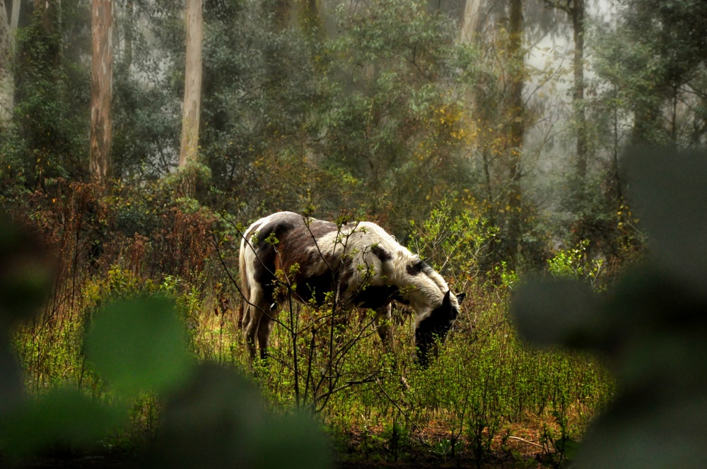 "Caballn" de Guillermo Daniel Ruarte