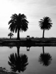 palmeras reflejadas b&w