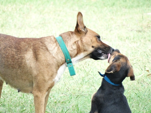 "Amor perruno de madre" de Eduardo Garcia Valsi